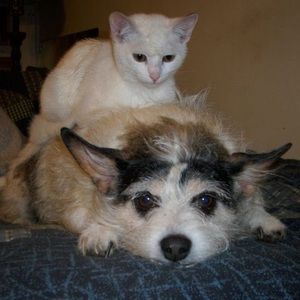 Meet your Posher, Susan koonce